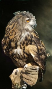 Photo of Owl